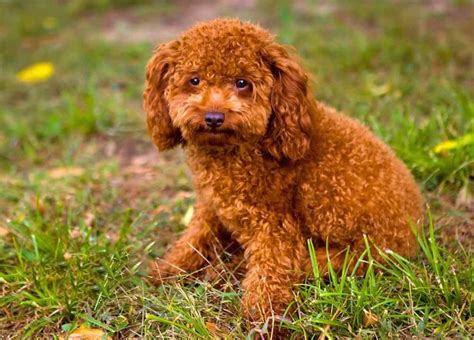 popular curly haired dog breeds