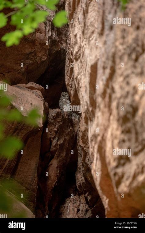 Zion Mexican Spotted Owl Hi Res Stock Photography And Images Alamy