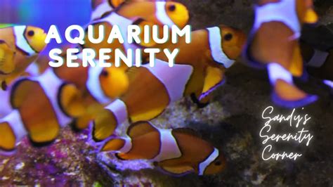 Relax With Aquarium Ambiance ASMR - YouTube