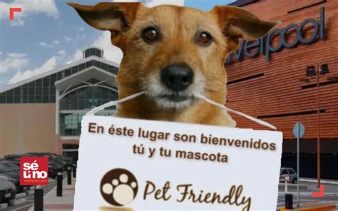 Descubre La Nueva Experiencia Pet Friendly En Galer As Toluca Y Metepec