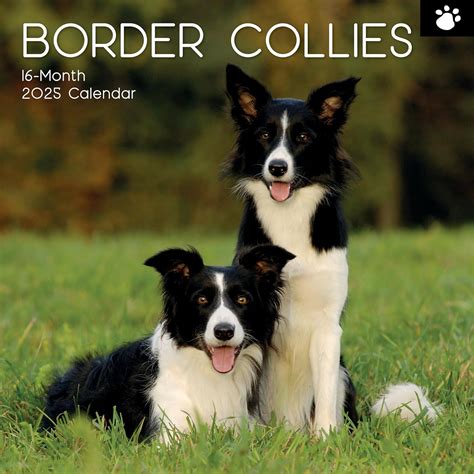 Calendrier mural carré 2025 Border Collies 16 mois sur le thème des