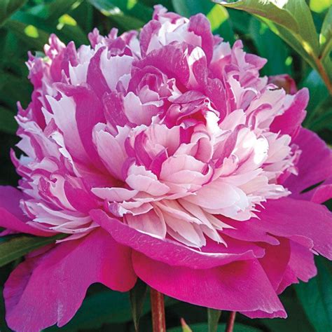 10 Rare Seeds Celebrity Peony Seeds Perennial Authentic Etsy