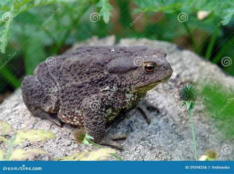 Sapo Comum Foto De Stock Imagem De Criatura Marrom