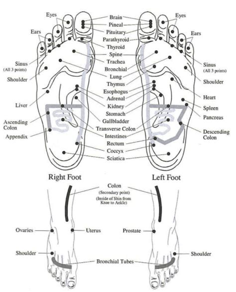 Essential Oil Blends For Hormone Regulation And Fertility Support