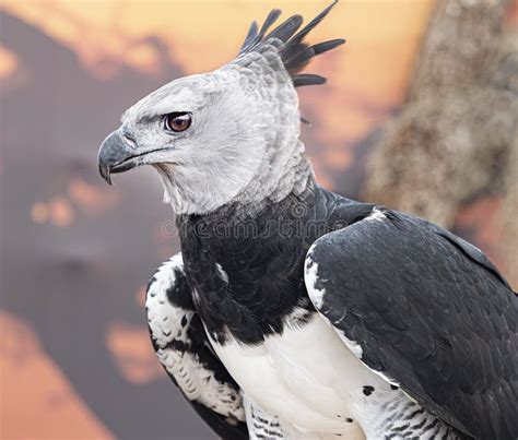 Pics Of A Harpy Eagle Popular Stores Normanfinkelstein