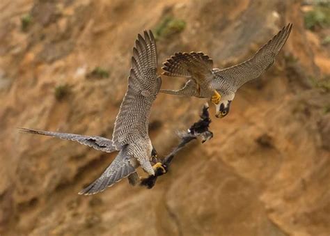 Falcons: Birds of Prey with Speed and Hunting Abilities – Nature Blog ...