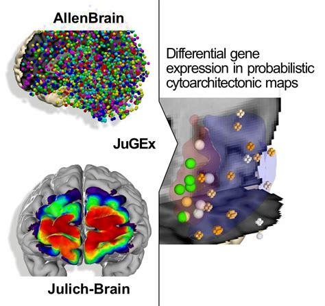 Impact Jülich Brain Atlas