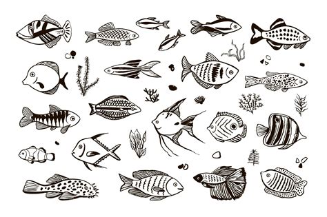 Premium Vector Tropical Fish Vector Illustrations Set