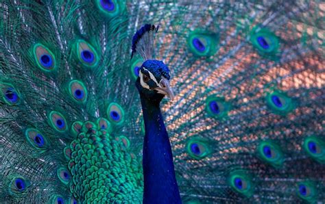 Premium Photo Portrait Of Beautiful Peacock With Feathers Out