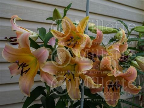 Photo of Lilium Zelmira (Lily)