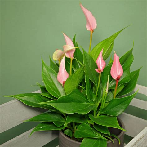 Flamingoblume Anthurium Lilli