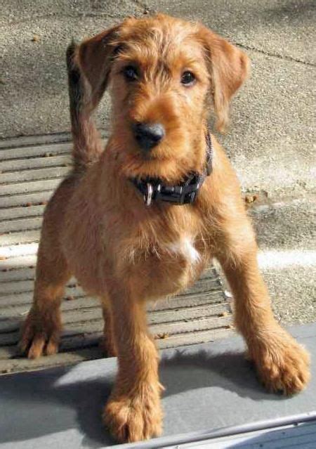 Irish Terrier Info Temperament Puppies Pictures