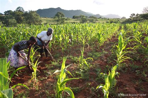 Small Is Beautiful Agrarian Change For Resettled Farmers In Mvurwi