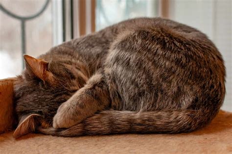 Why Do Cats Cover Their Face When They Sleep 9 Motives For It