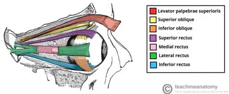 The Extraocular Muscles - The Eyelid - Eye Movement - TeachMeAnatomy