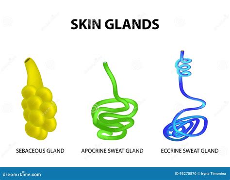 The Structure of the Glands of the Skin. Sebaceous, Eccrine Sweat ...