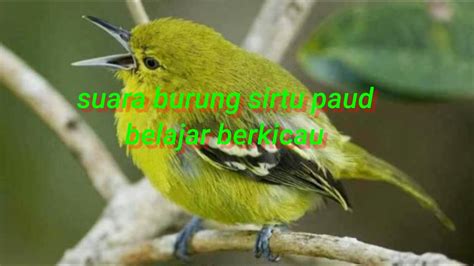 Suara Burung Sirtu Paud YouTube