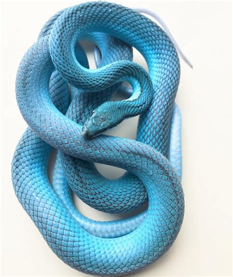 Blue Corn Snake