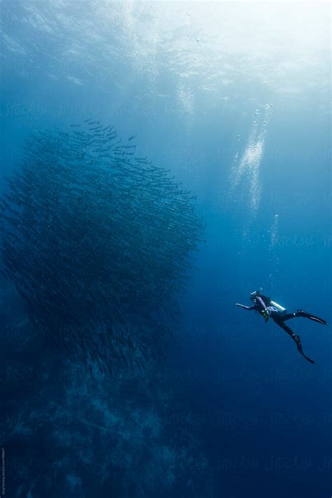 "Diving With School Of Barracuda" by Stocksy Contributor "Song Heming ...