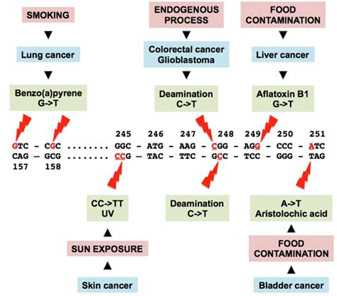 TP53 Tumour Protein P53 Li Fraumeni Syndrome