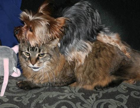 Miniature Yorkshire Terrier Horny Yorkshire Terrier That Humps Our Cat