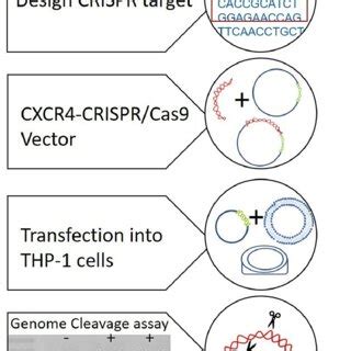 Crispr Cas Mediated Gene Targeting Of Cxcr In Thp Cells Schematic