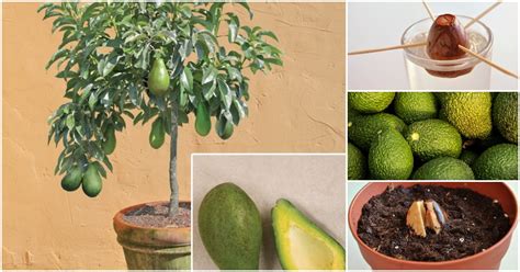 Cómo cultivar un árbol de aguacate o palta en casa El Horticultor