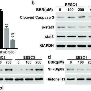 Bbr Inhibits Nuclear Translocation Of Nfkb P And Activation Of Stat