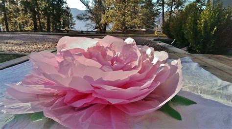 Large Tissue Paper Peony Diy Craft