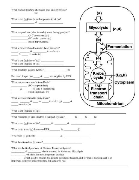 Glycolysis Lesson Plans And Worksheets Lesson Planet