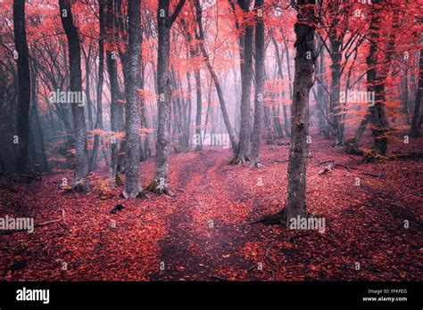 Beautiful magic red forest in fog in autumn. Fairytale landscape Stock ...