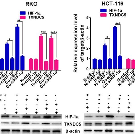 TXNDC5 expression is regulated by HIF 1α in CRC cells RKO and HCT 116