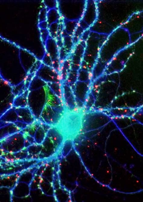 Neuron Fluorescence Microscopy