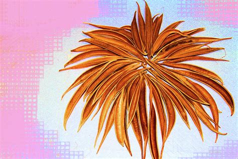 Seed Pod Palm Tree Digital Art By Tom Janca Pixels