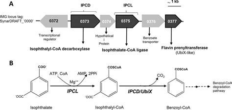 Initial Steps In The Anaerobic Degradation Pathway Of Isophthalate By