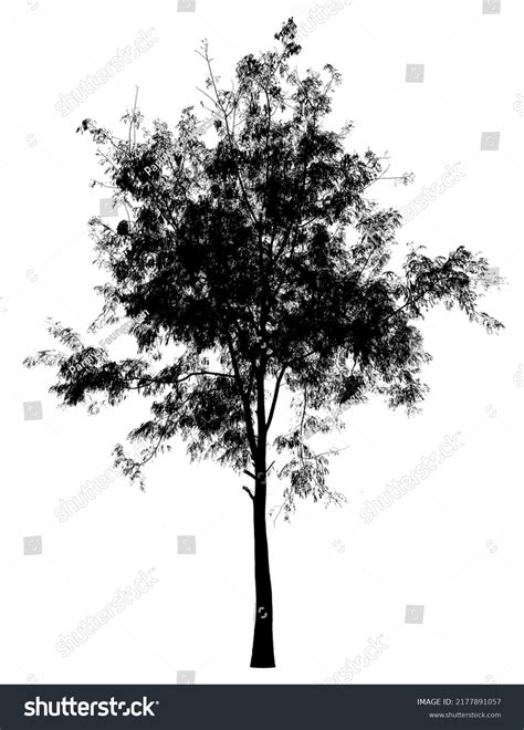 Tree Silhouette Isolated On White Background Stock Illustration ...