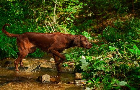 Irish Settler Dog Breed Profile Personality Facts