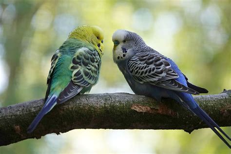 Why Do Parakeets Puff Up Surprising Reasons