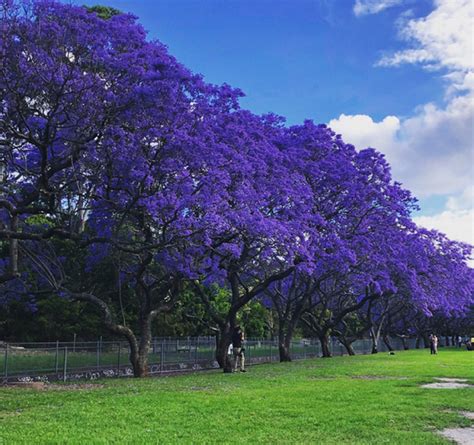 Jacaranda Mimosifolia Tree Seeds Blue jacaranda Tree Seed | Etsy