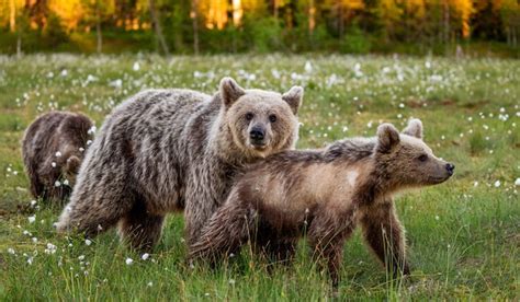 Oso Con Cachorro En Un Claro Del Bosque Rodeado De Flores Blancas