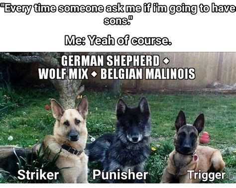 Pin By Dave Lonewolf On G S D K 9 Unit German Shepherd Wolf Mix Malinois Belgian Malinois