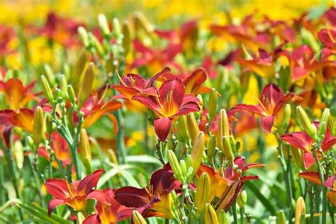 Fabulous Reblooming Daylilies