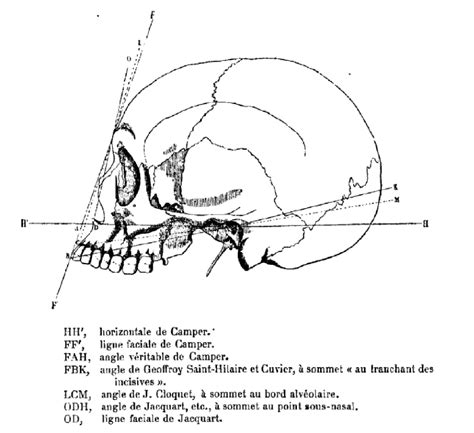 Mps Et Sl En Seconde Aperçu Historique De La Craniométrie Étude