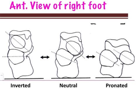 Extremity Biomechanics Gait Cycle Flashcards Quizlet