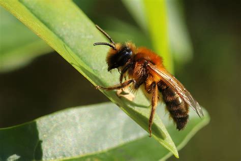 Andrena Sp Individual A Maybe A Apicata A Female April Flickr