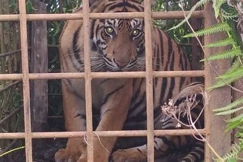 Dua Harimau Sumatera Masuk Perangkap BKSDA Di Solok Hampir Dibunuh Warga