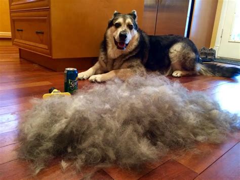 How to Stop Dog Shedding Short Hair | Glamorous Dogs