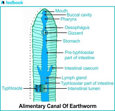 Digestive System of Earthworms - Structure & Physiology - Testbook