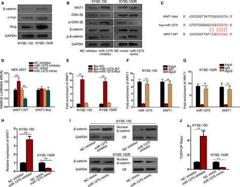 MiR1275 inactivated Wnt βcatenin pathway in EC cells through directly