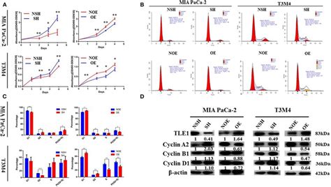 Tle Hampers Pdac Cell Proliferation And Cell Cycle Progression In